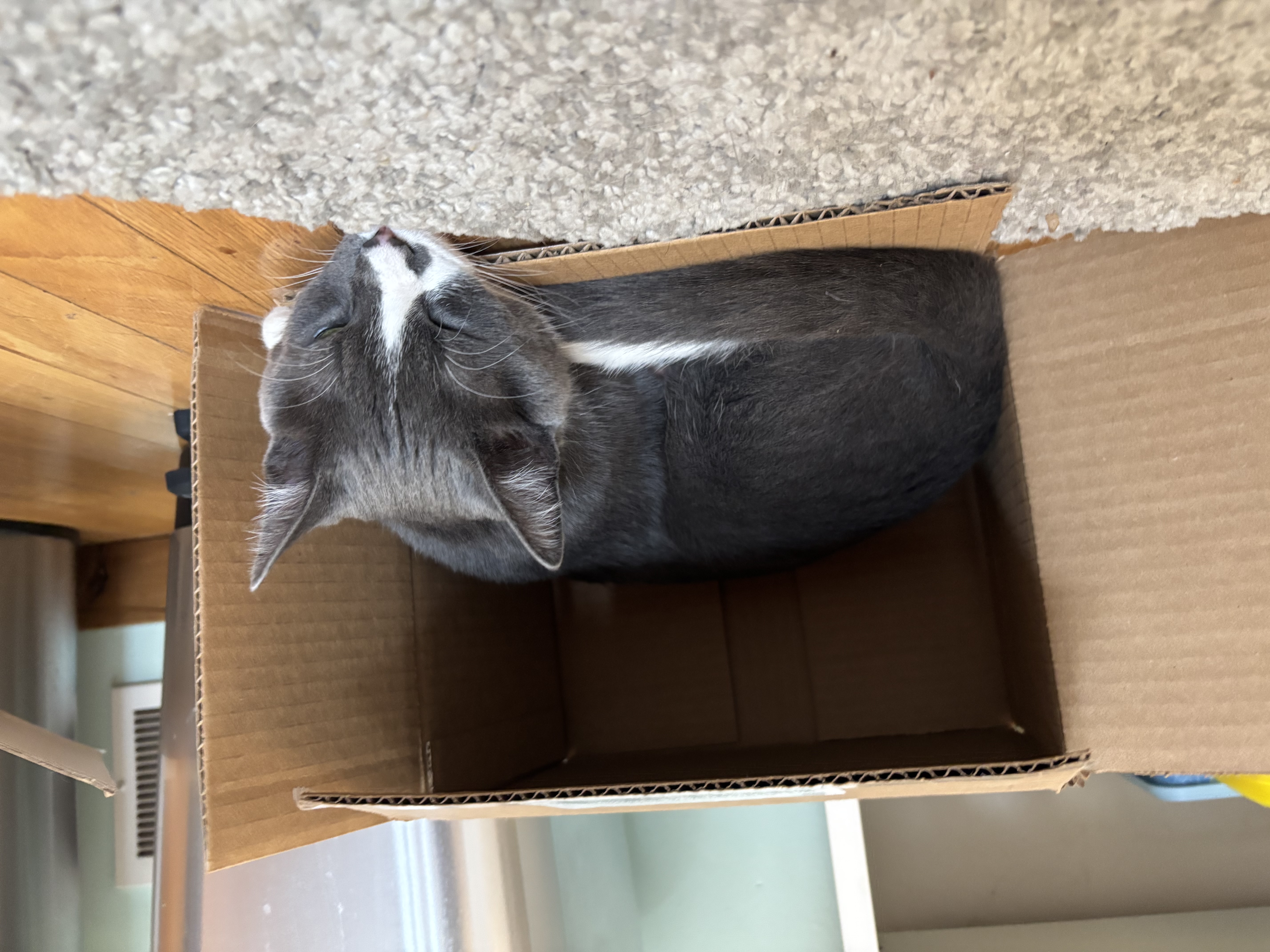 This is my sister's cat, Bobby J