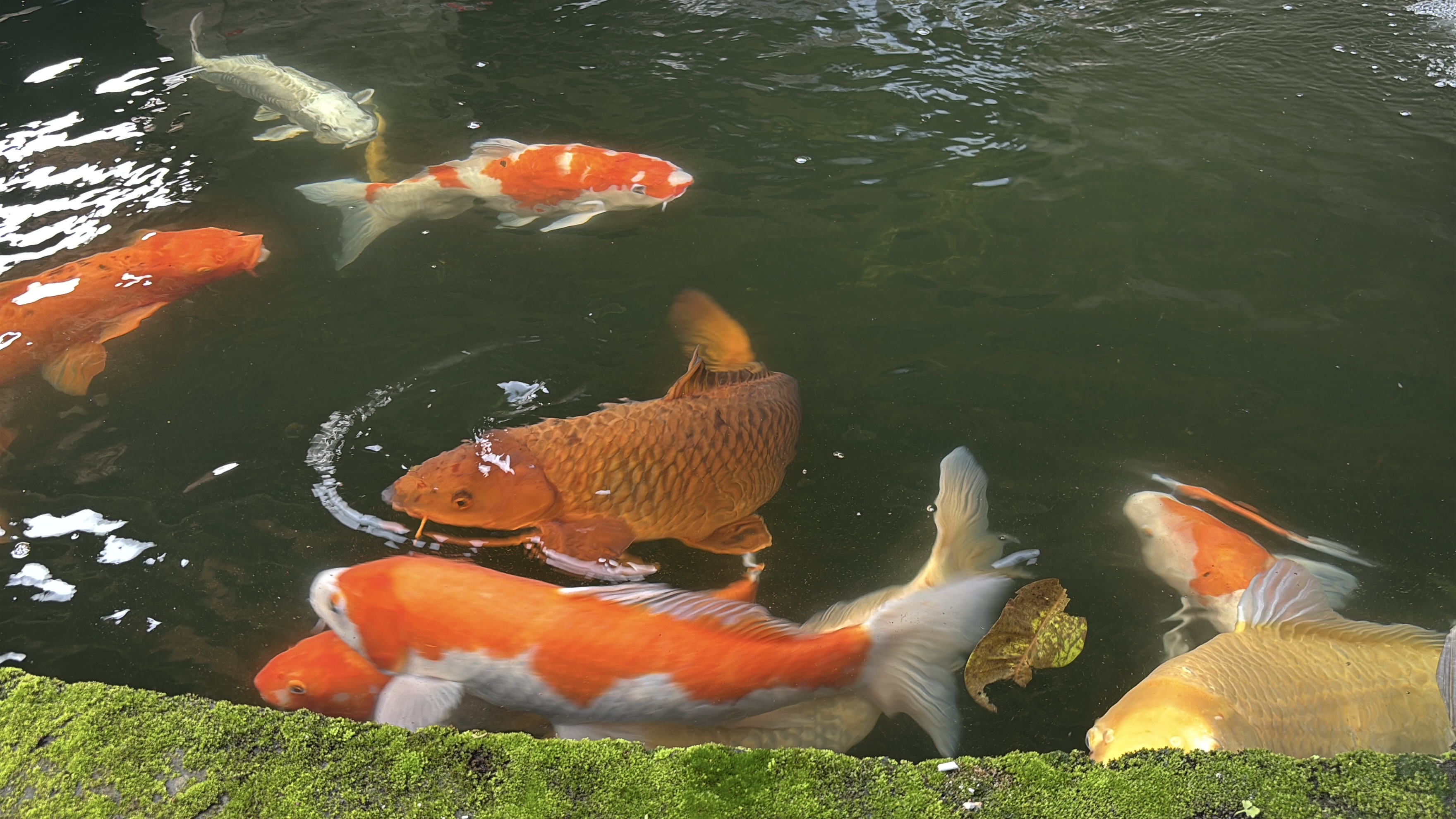 Koi fish in Ubud, Bali, Indonesia, on a weekend trip for a Gamelan show at Dewa Alit's house.